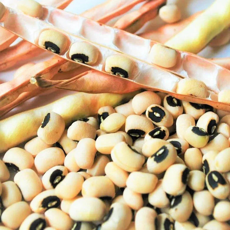 California Black Eyed Cowpea Seeds - 50+ Count - Organic Vigna unguiculata - Nutrient-Rich Legumes for Home Garden