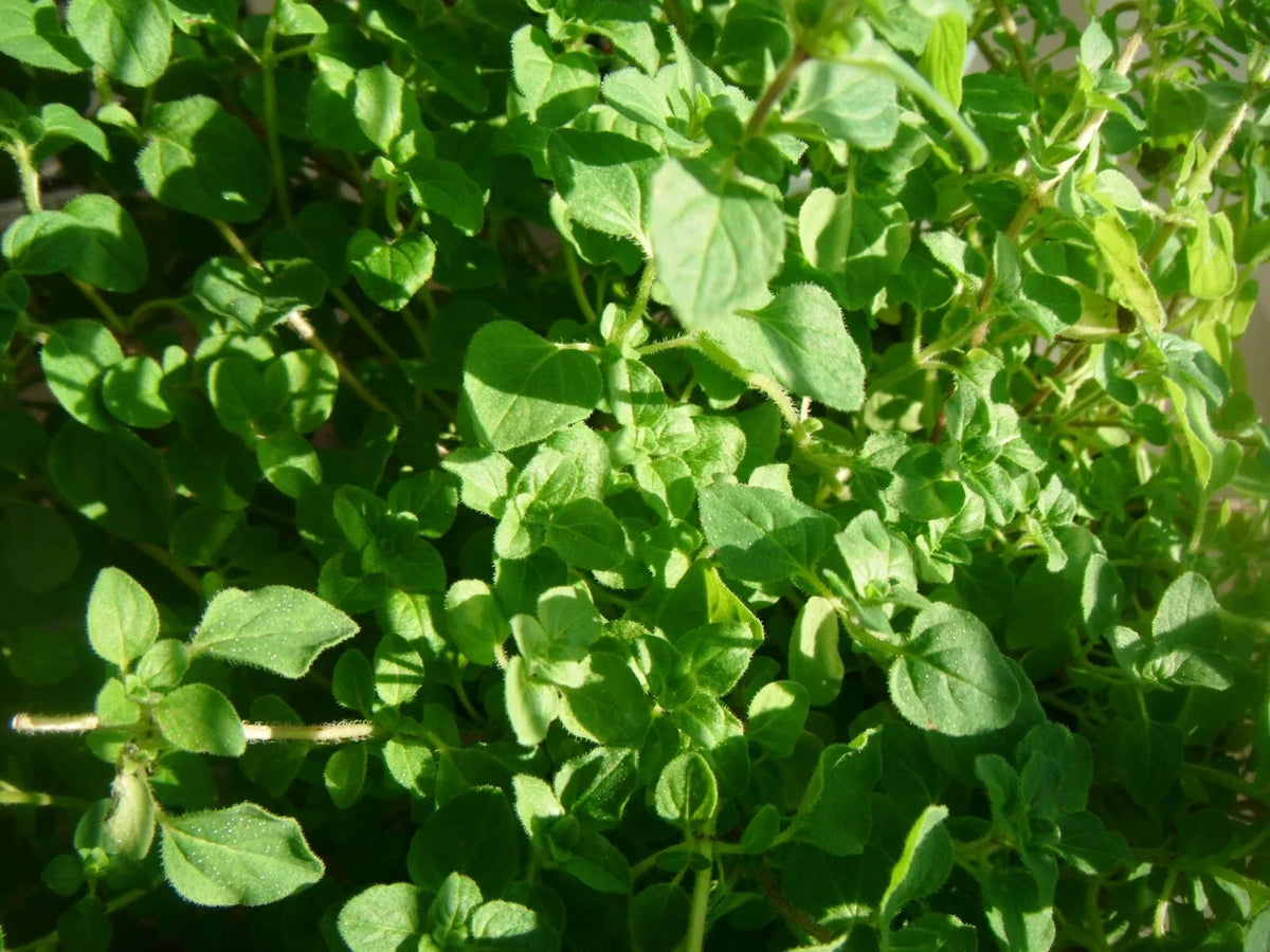 Common Thyme Herb Seeds - 1000 Pack - Thymus vulgaris - Aromatic Culinary Herb for Gardening and Cooking