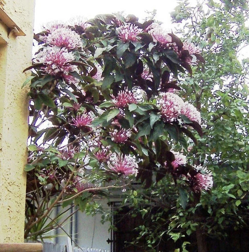 Shooting Star Starter Plant in Pot - Clerodendrum Quadriloculare Starburst - Unique Houseplant with Star-Shaped Blooms