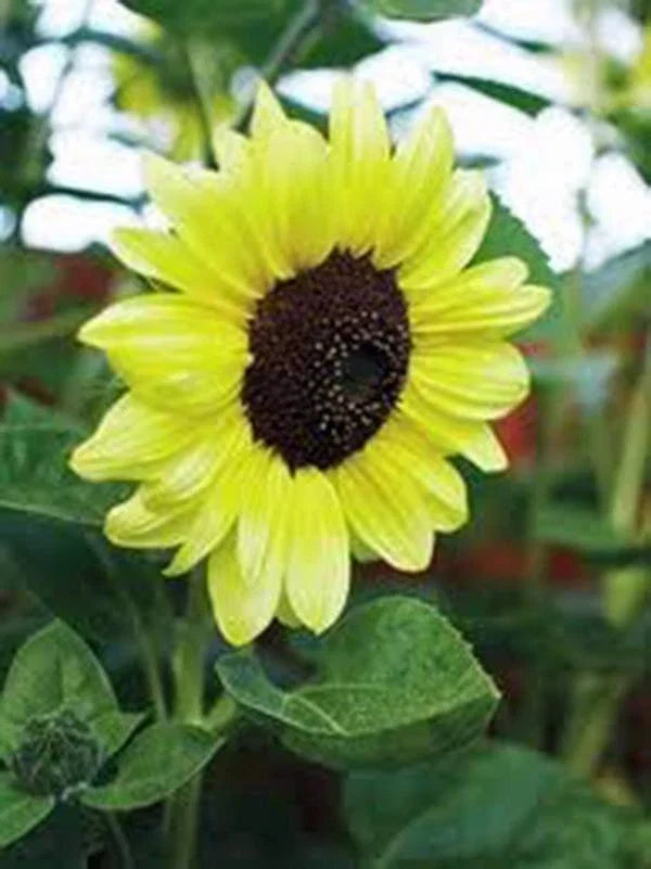 Sunflower Seeds 500 Count Lemon Queen Helianthus annuus Large Colorful Blooms for Garden Pollinators