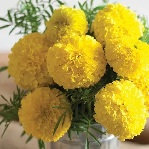 25+ Mary Helen Marigold Seeds - Bright Orange & Yellow Blooms - Tagetes patula - USA Grown, Non-GMO, Easy to Grow