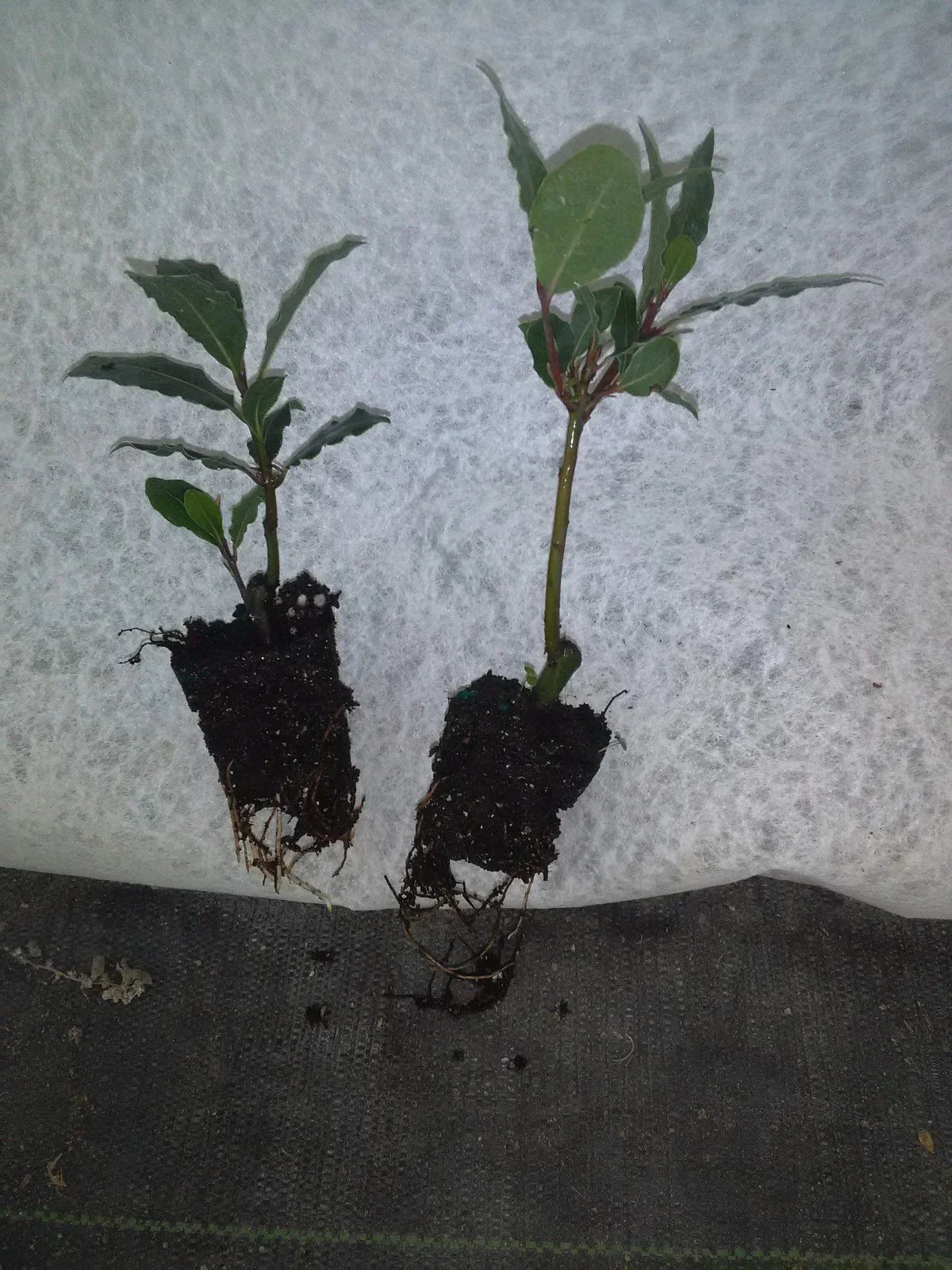 Bay Leaf Tree Live Plant - Laurus nobilis - Aromatic Evergreen Shrub for Culinary Use - Mediterranean Garden Accent