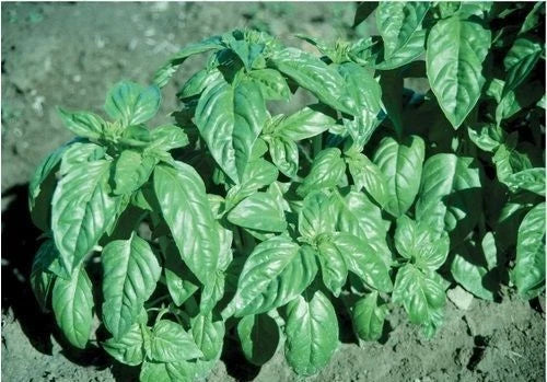 Basil Seeds - 16,000 Large Leaf Italian Heirloom Non-GMO - Ocimum basilicum - Fresh Culinary Herb for Gardening