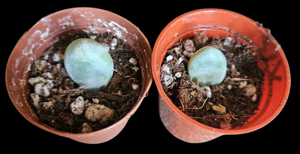 Moonstone Succulent Baby Cutting - 4-inch Live Plant - Crassula Perforata - Blue-Green Leaves with Pink Hues
