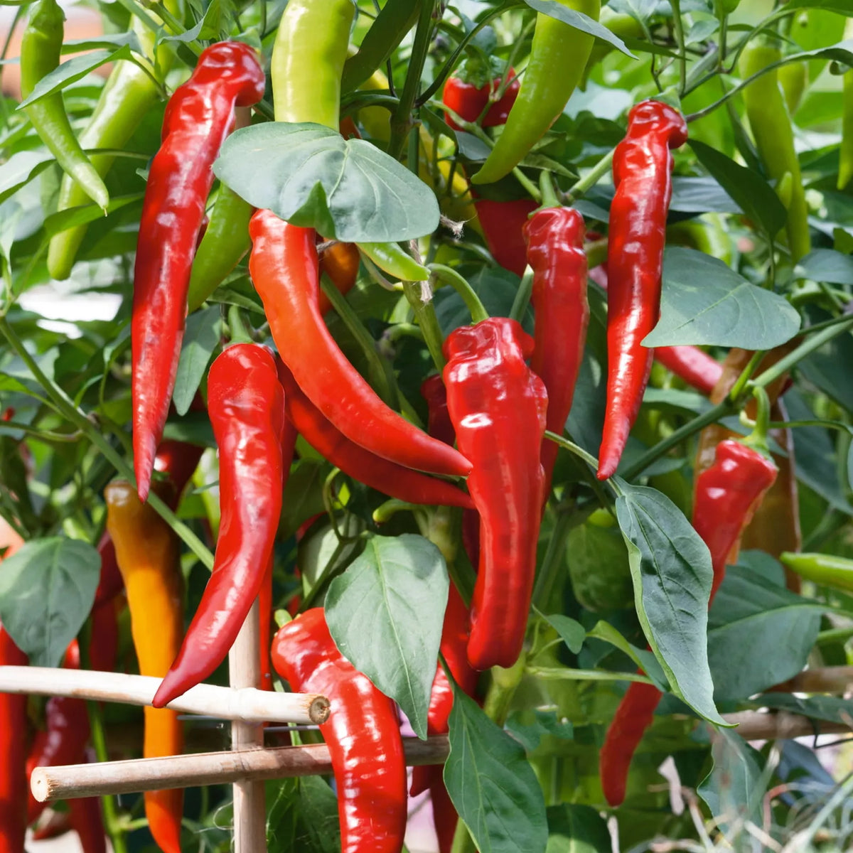 Cowhorn Hot Pepper Seeds 25+ Heirloom Capsicum Annuum Red Cayenne Vegetable Seeds for Home Garden Culinary Use