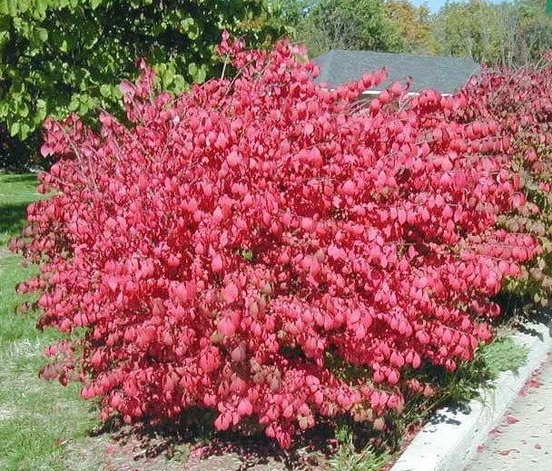 Dwarf Burning Bush Bare Root Plant | Euonymus Alatus | Vibrant Red Foliage for Gardens and Borders