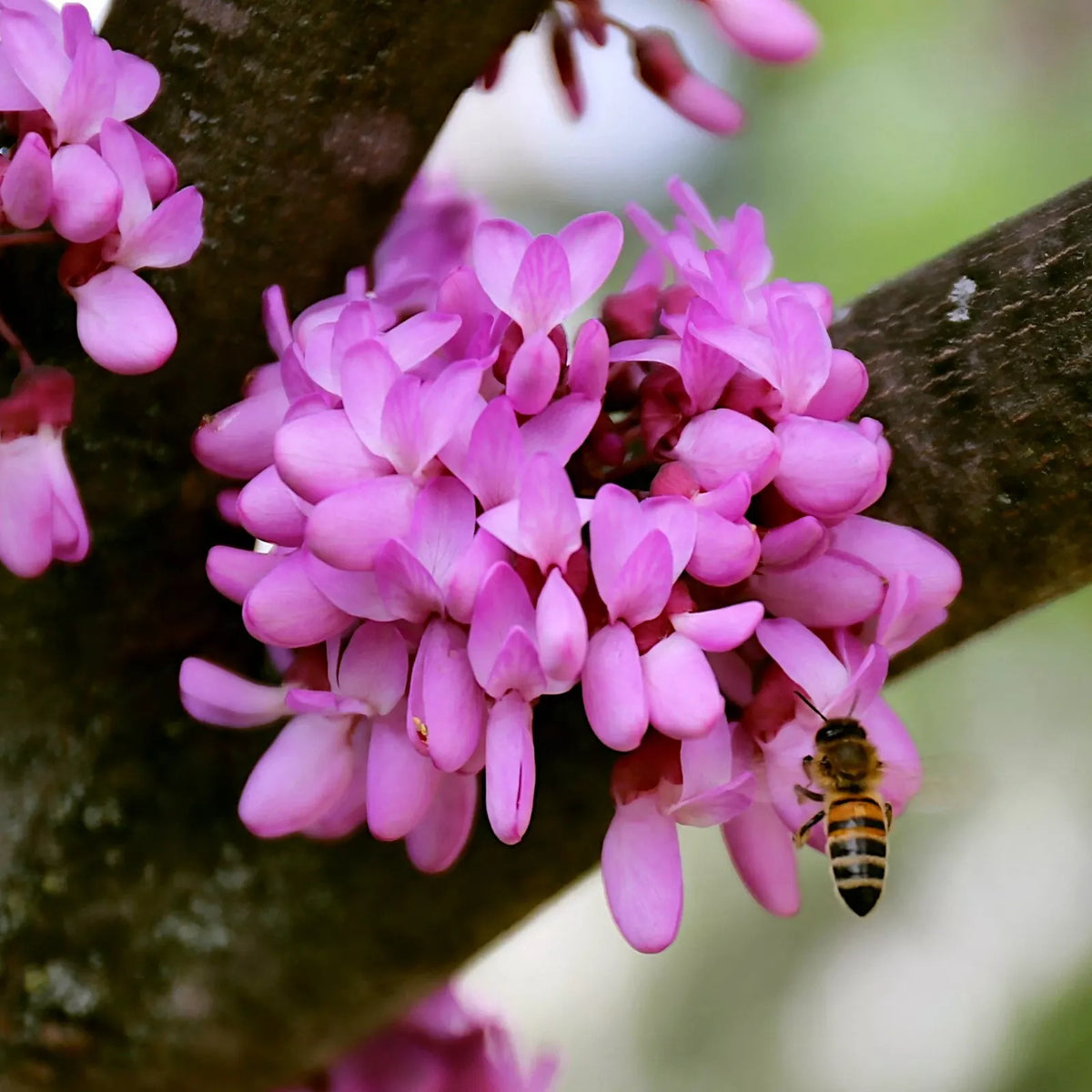 Judas Tree Seeds - 4 Pack - Mediterranean Redbud Flowers - Cercis siliquastrum - Fast Growing, Hardy, Ornamental Garden Plant