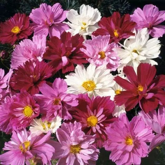 Cosmos Seeds - 200 Non-GMO Frilly Double Petals PSYCHE Mix - Cosmos bipinnatus - Vibrant Garden Flowers