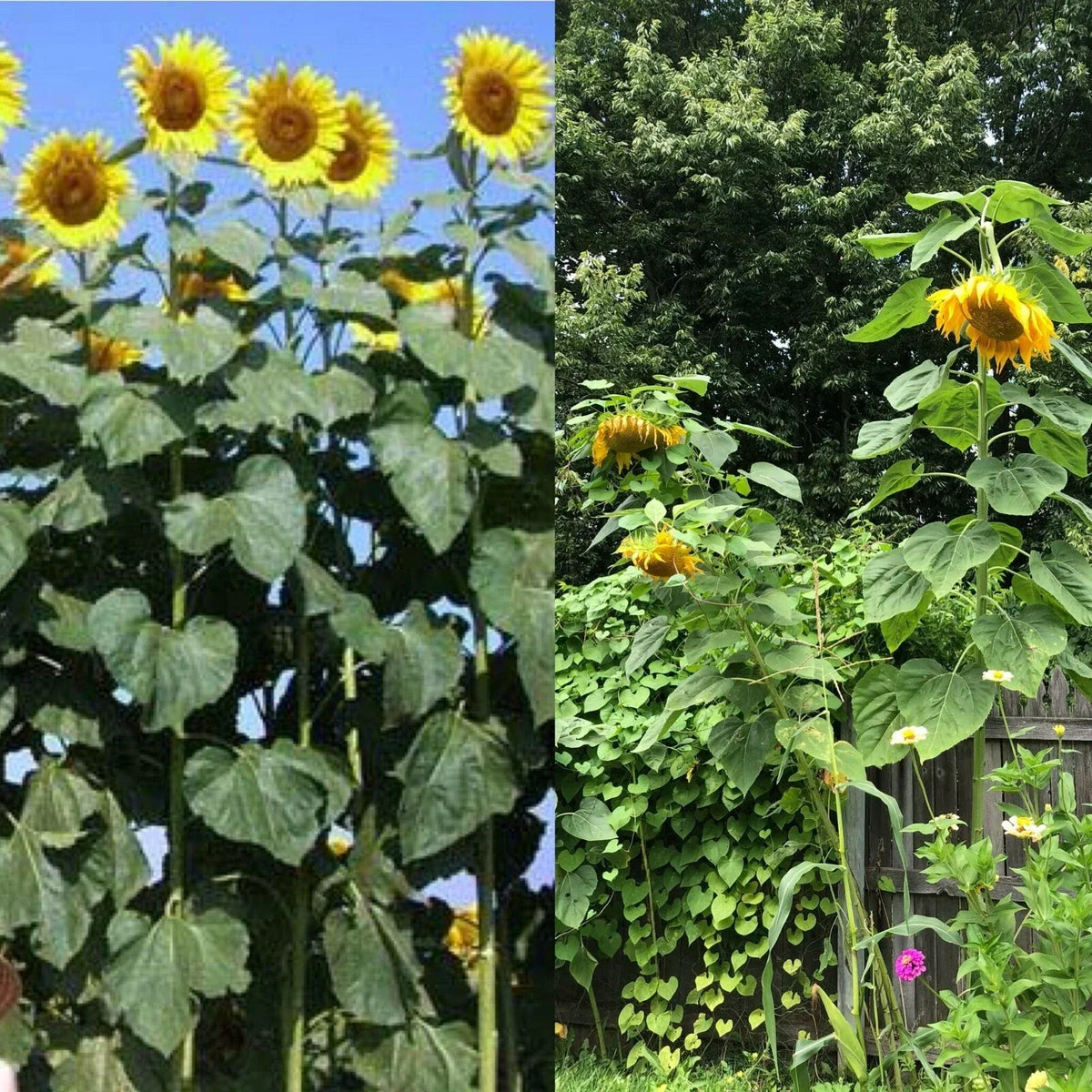 Mammoth Black Russian Sunflower Seeds - 26+ Organic Annual Wildflower, Helianthus annuus, Easy to Grow, Non-GMO