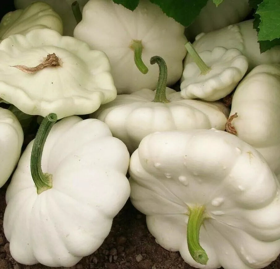 White Bush Scallop Squash Seeds - 25+ Heirloom Pattypan Seeds - Cucurbita pepo - Compact Summer Garden Variety