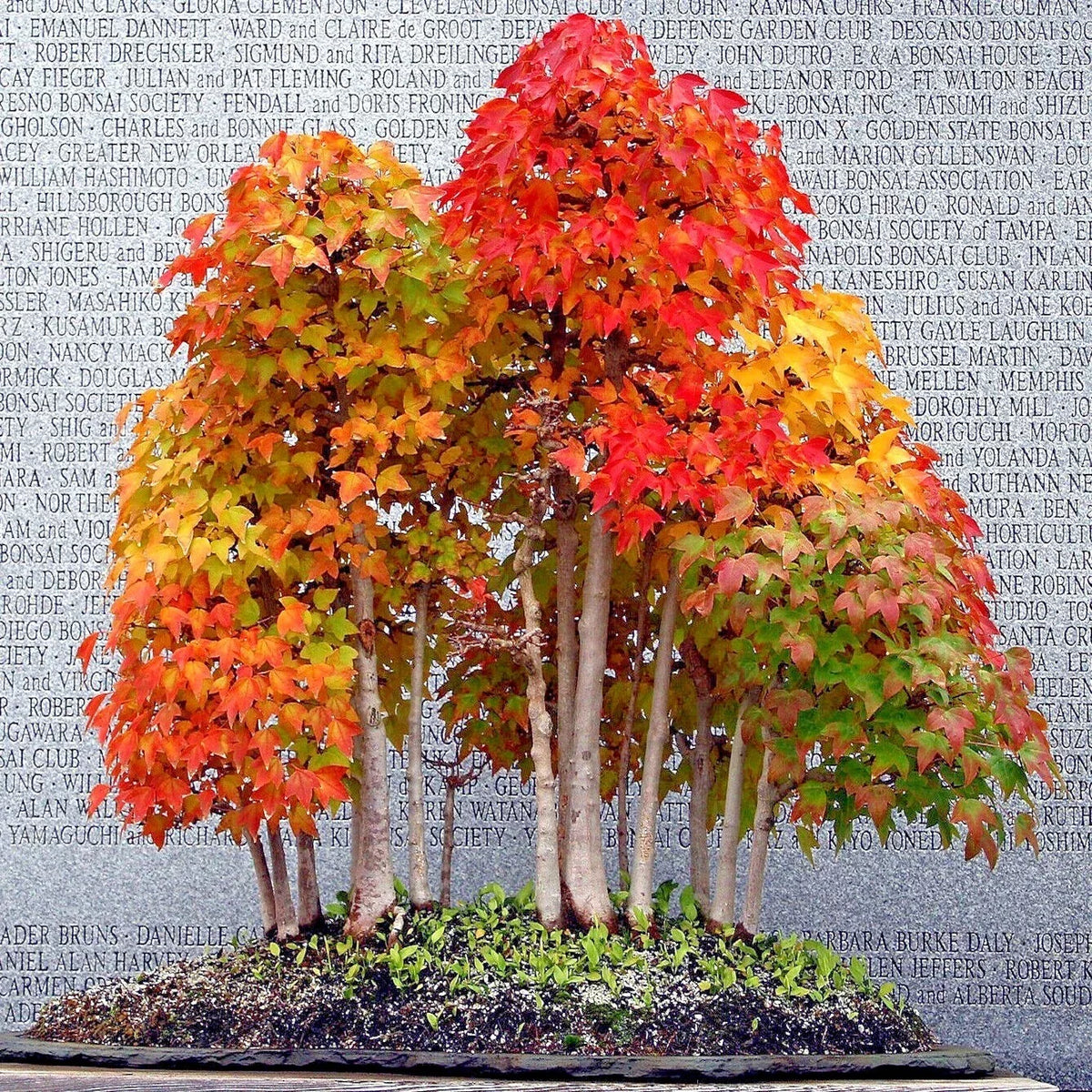 Trident Maple Tree Seeds - Acer buergerianum - Fall Colors - Bonsai Seeds for Home Gardening