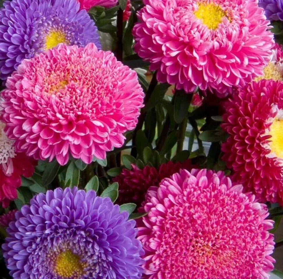 Aster Flower Seeds - 600+ Powder Puff China Mix - Colorful Annual Cut Flowers - Aster spp.