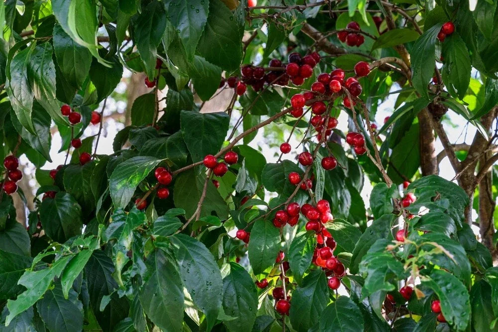 Jamaican Cherry Tree Seeds 30 Pack - Prunus Jamaica - Tropical Fruit Seeds for Home Gardening, Attracts Birds & Butterflies