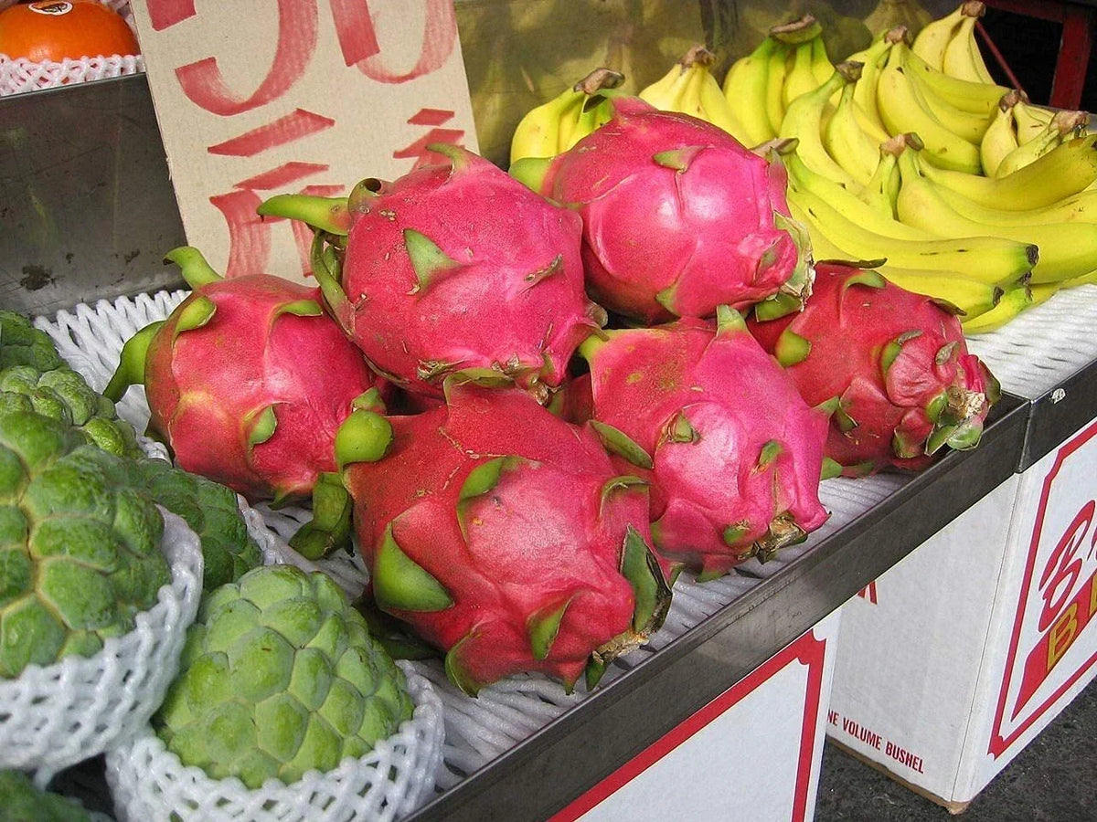 Dragon Fruit Seeds - 100+ Seeds Pitaya Hylocereus Undatus Strawberry Pear for Home Gardening
