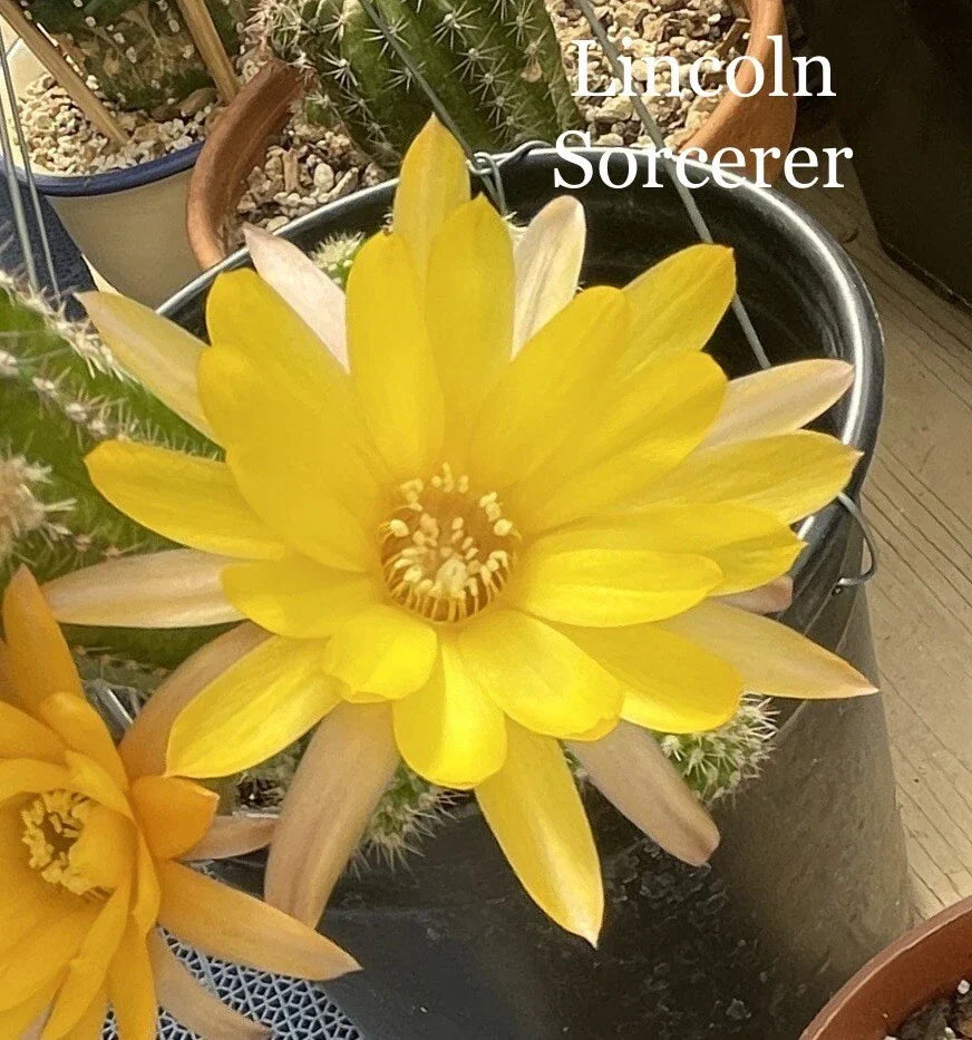 Peanut Cactus Plant - 4-Inch Rooted Lincoln Sorcerer Chamaecereus Silvestrii - Unique European Hybrid Succulent