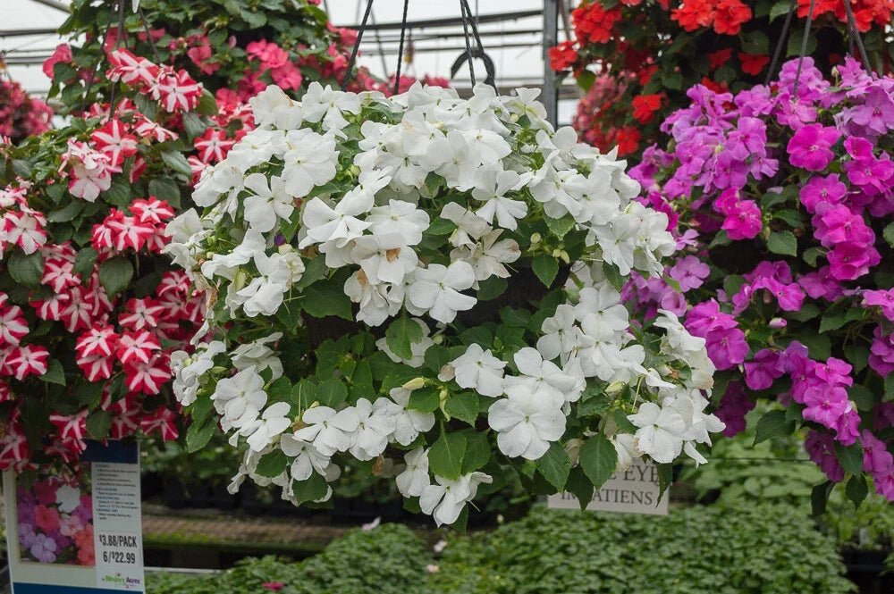 Busy Lizzy Seeds 500 Count Premium White Impatiens Flowers, Impatiens walleriana - Non-California Shipping, Garden Plants