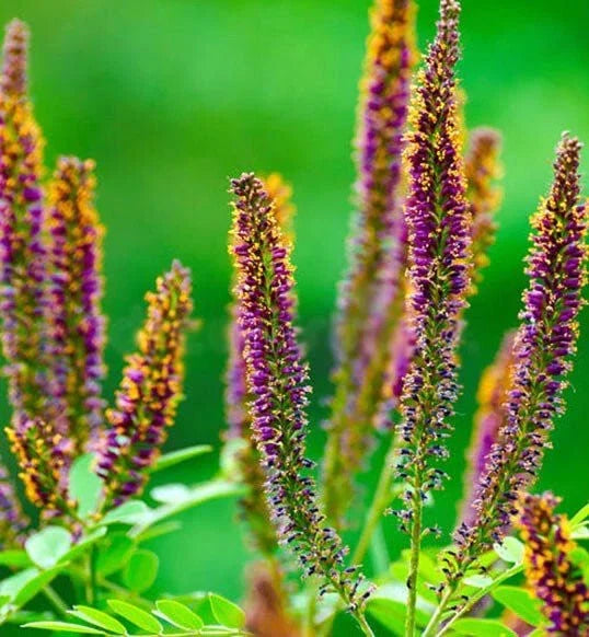 False Indigo Bush Seeds - 100+ Seeds - Amorpha Fruticosa - Easy to Grow Pollinator-Friendly Shrub Seeds
