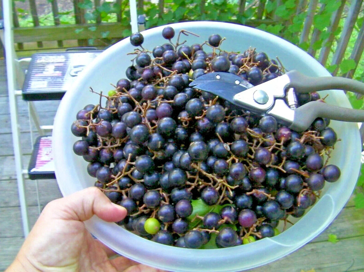 Organic Black Noble Muscadine Grape Cuttings - 20 Thin Unrooted Cuttings - Vitis rotundifolia - Ideal for Gardens and Vineyards