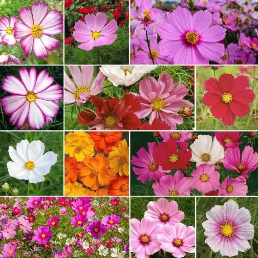 Cosmos Seeds Mix - 200 Heirloom Non-GMO Seeds for Pollinators - Cosmos bipinnatus - Vibrant Color Blend for Eco-Friendly Gardens