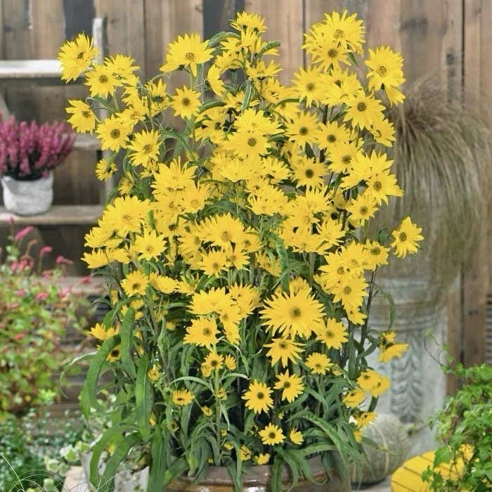Maximilian's Sunflower Seeds 500+ | Helianthus maximiliani | Native Wildflower Seeds | USA Grown, Pollinator Friendly