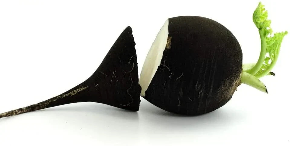 Black Radish Seeds 250 Count - Raphanus sativus niger - Rare Vegetable for Planting, Unique Flavor, Easy to Grow