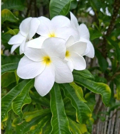 Plumeria Cutting 10" Snow Bridal Bouquet Arrow Frangipani Plumeria Pudica - Tropical Flowering Plant for Garden & Home
