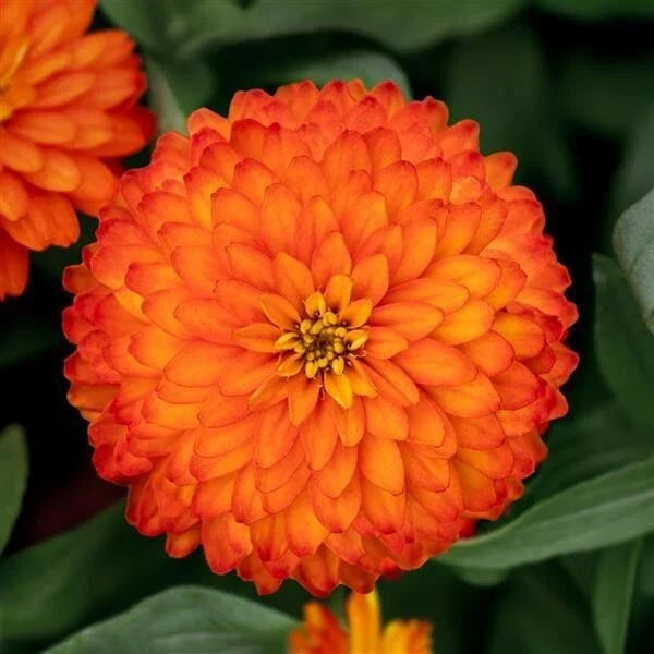 Zydeco Fire Zinnia Seeds - 100+ Pack - Colorful Annual Flowers - Zinnia elegans - Non-GMO, Easy to Grow, Attracts Butterflies