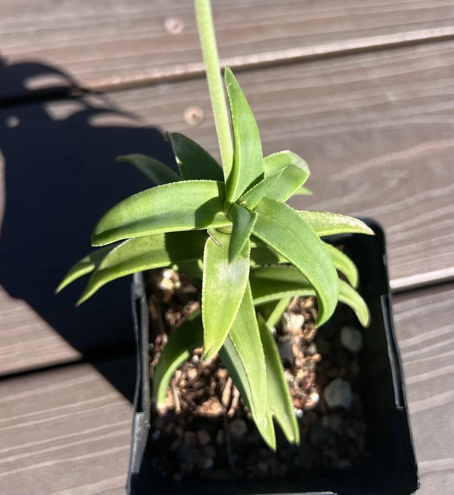 Aloe Pearsonii Hybrid Succulent Plant - 4-Inch Pot - Green Variegated Leaves - Low Maintenance Houseplant - Drought-Tolerant