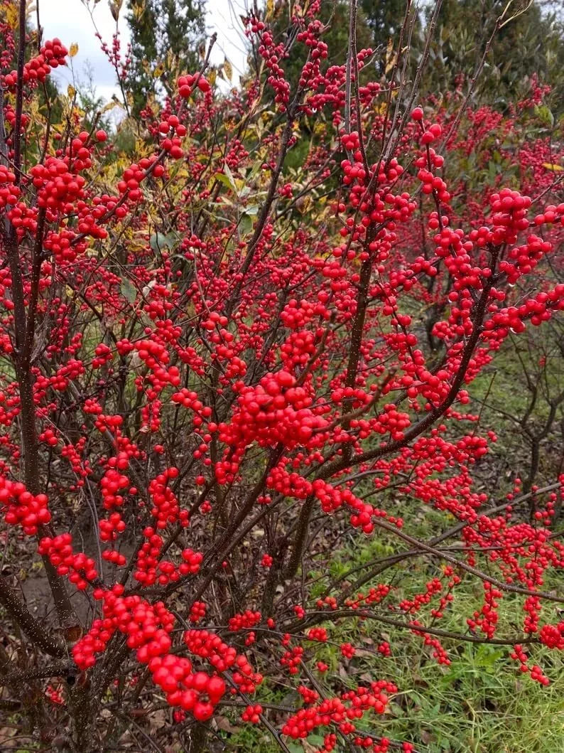 Winterberry Bush Seeds - 30 Pack - Ilex verticillata - Vibrant Winter Foliage - Attracts Birds and Pollinators