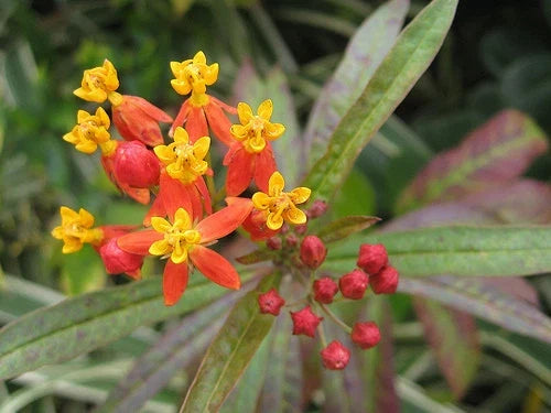 Bloodflower Milkweed Seeds - 35 Seeds - Asclepias Curassavica - Eco-Friendly Butterfly Plant - Vibrant Orange & Yellow Blooms