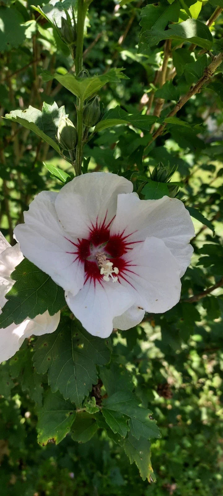 Unrooted Cuttings - White with Maroon Rose of Sharon - Hibiscus syriacus - Vibrant Blooms for Garden Landscaping