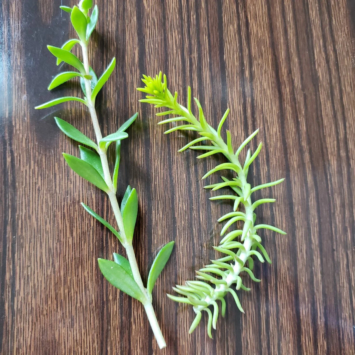 50 Sedum Cuttings - Rupestre Angelina & Sarmentosum - Edible Succulent Plants - Sedum rupestre & Sedum sarmentosum