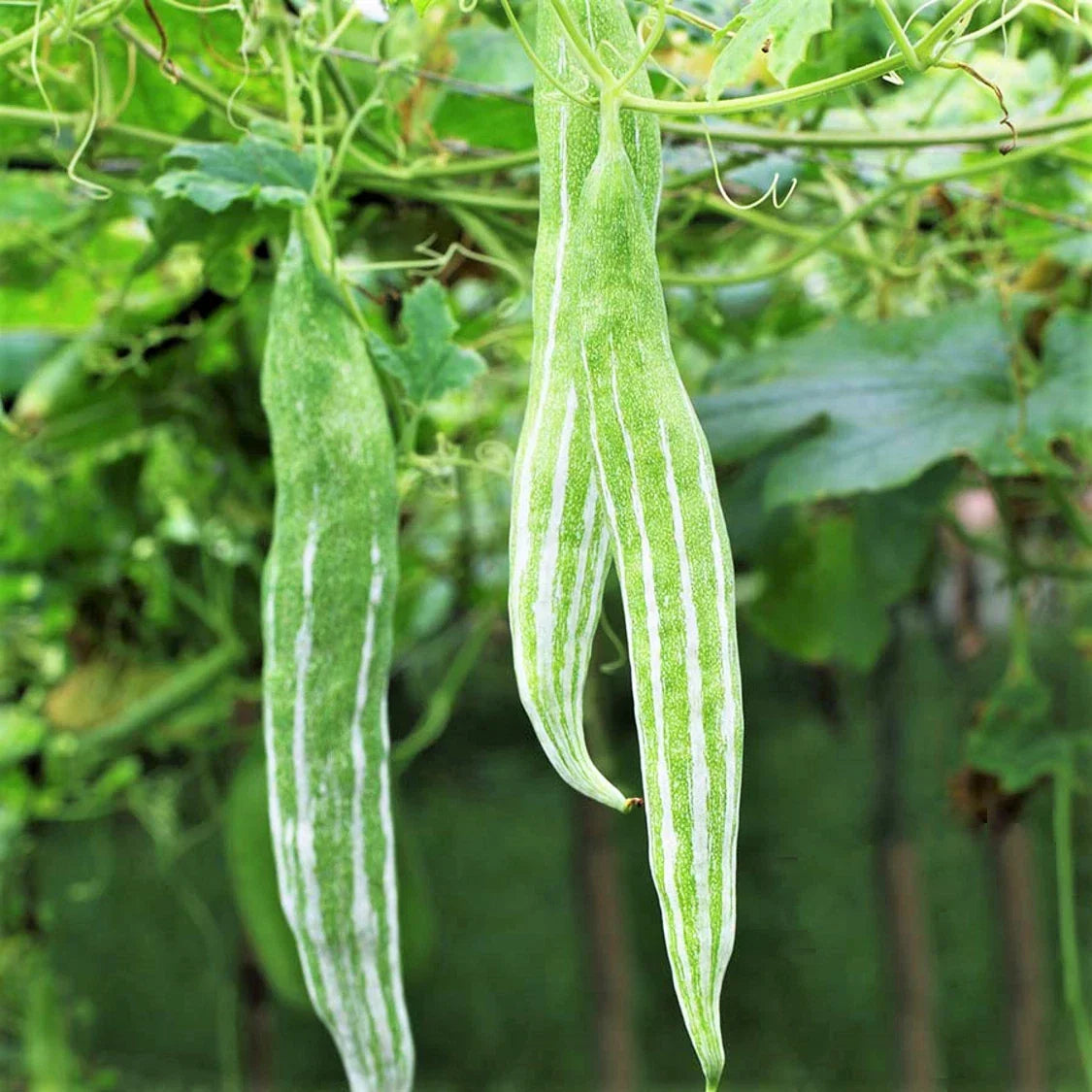 Snake Gourd Seeds | 10 Pack | White Striped Green Serpent Luffa Squash | Luffa acutangula | Culinary Garden Vegetable
