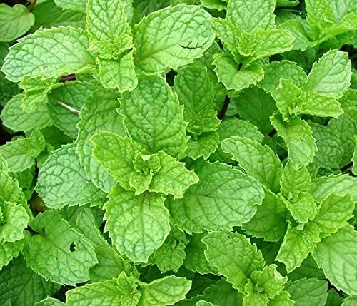 Spearmint Seeds - 215 Count - Mentha spicata - Sweet Herb for Culinary Use - Non-GMO - GroCo USA