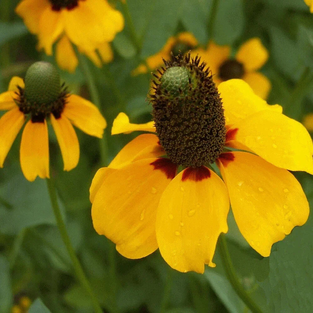 Clasping Coneflower Seeds | 500-10,000 Non-GMO Seeds | Echinacea angustifolia | Perennial Flower Seeds for Pollinators