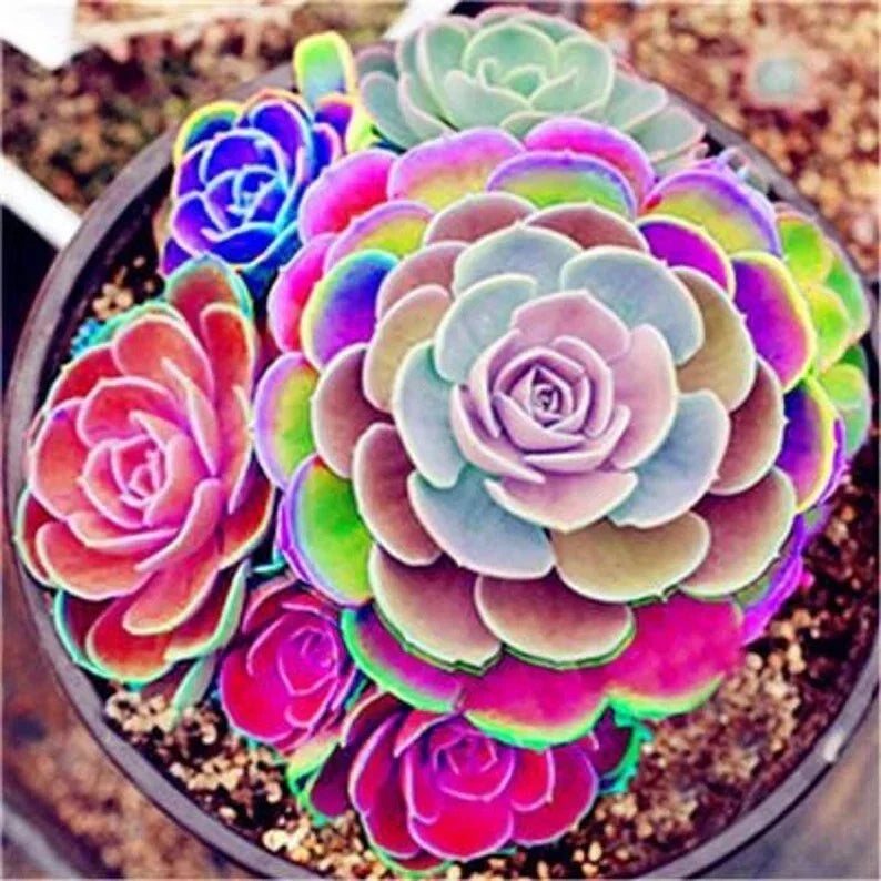 Lotus Lithops Succulent Seeds Mix - 100PCs Pack - Colorful Living Stones - Lithops spp. for Home Gardening