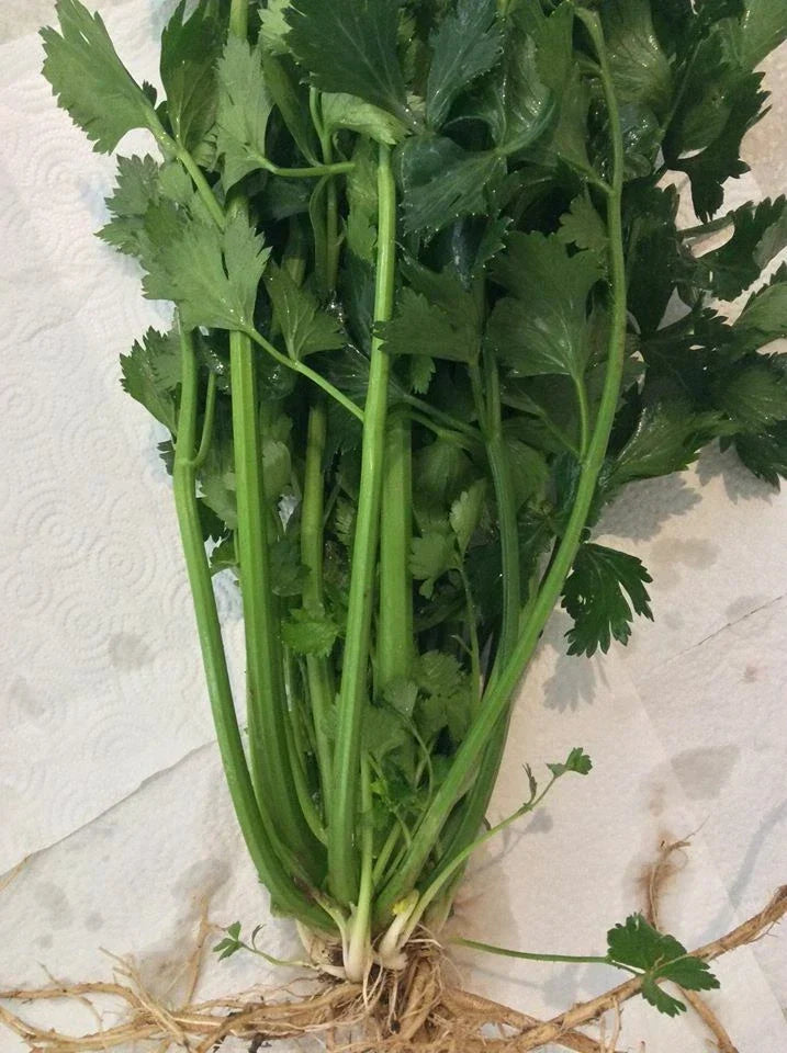12 Live Bare Root Celery Plants - Heirloom True Celery (Apium graveolens) - Organic Young Starts for Garden