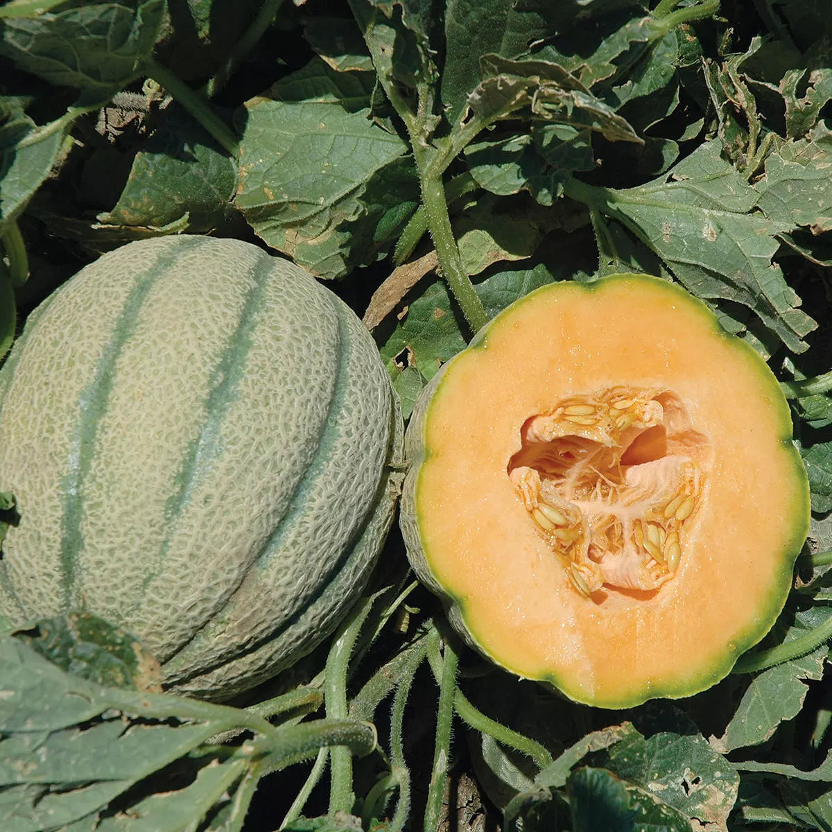 Orange Sherbet Melon Seeds - 10 Non-GMO Heirloom Seeds - Cucumis melo - Sweet Orange-Fleshed Fruit for Home Gardening