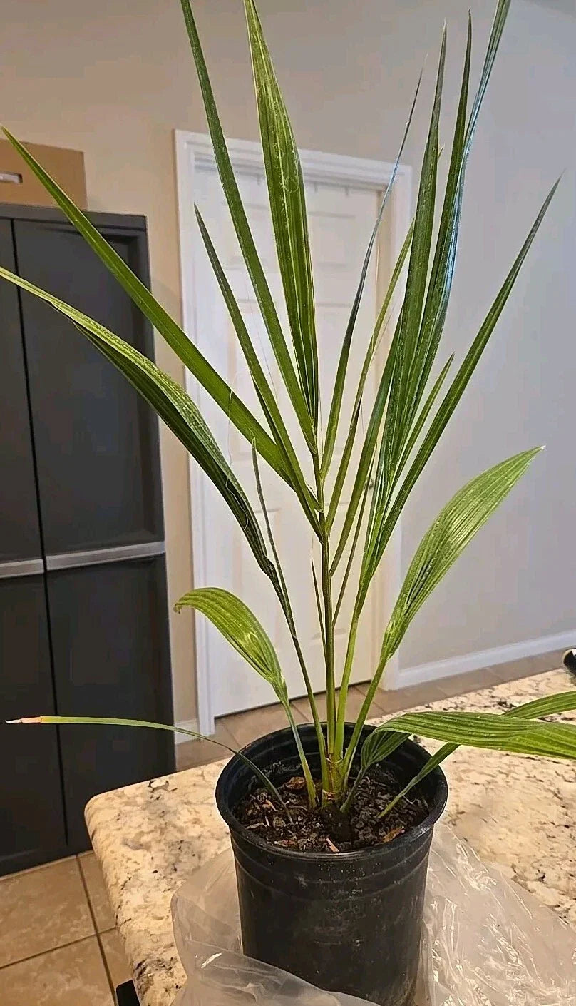 Potted Medjool Date Palm Tree, 7" Live Plant, Phoenix Dactylifera, 5+ Years, Tropical Indoor Outdoor Decor
