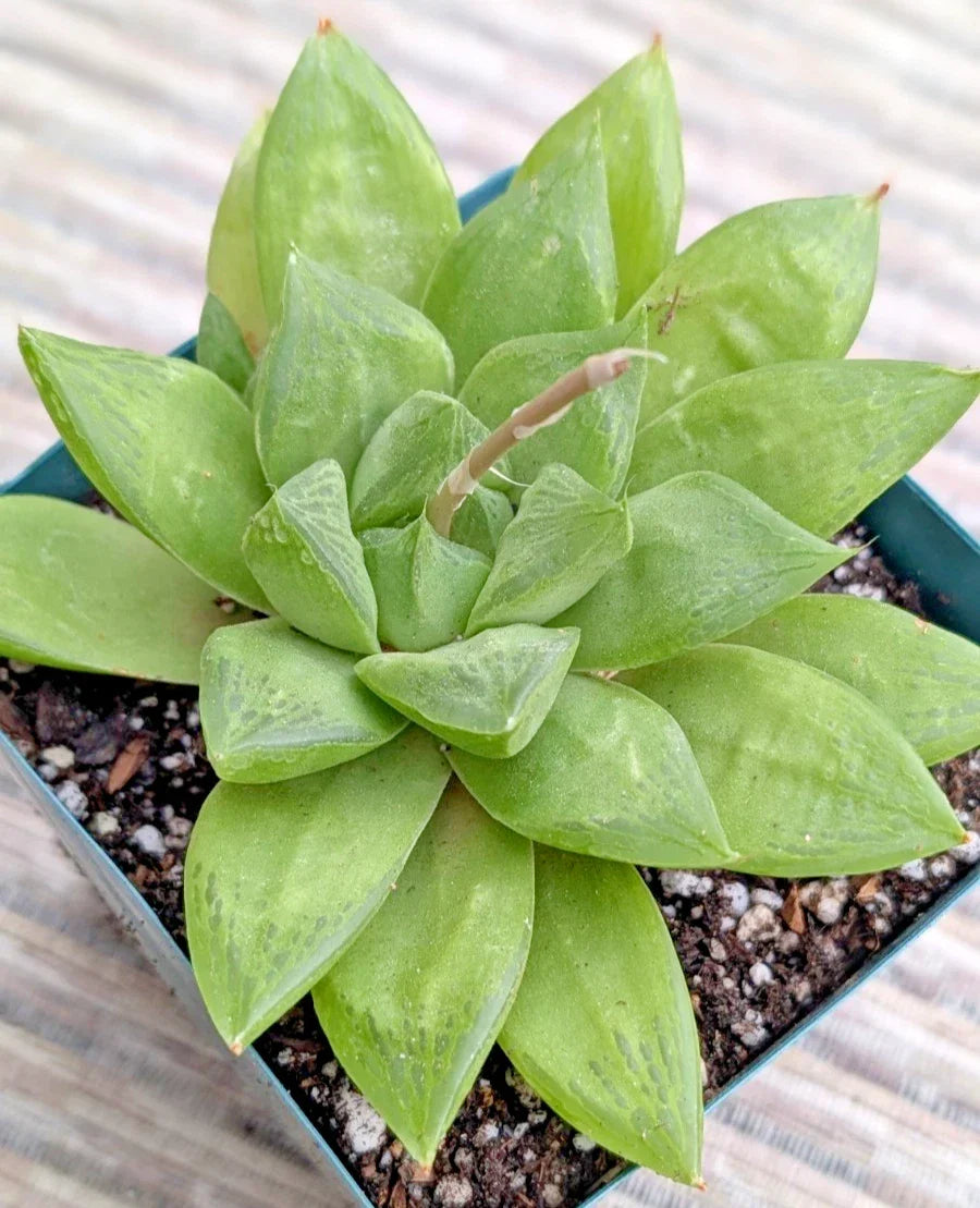 Haworthia Retusa Plant - 6" Potted Rare Succulent - Unique Indoor Plant - Haworthia retusa