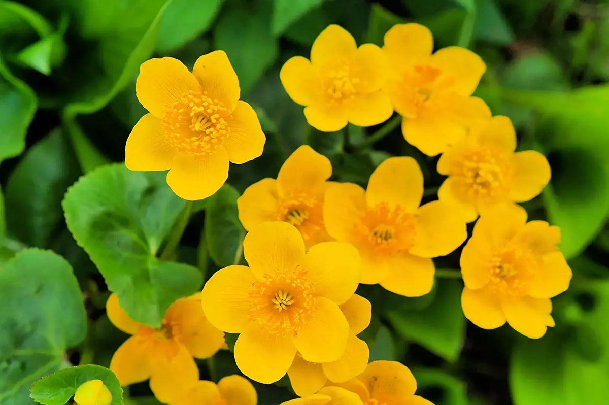 Marsh Marigold Seeds 50 Count - Caltha palustris Perennial Flowers for Planting, Yellow Blooms for Wet Gardens