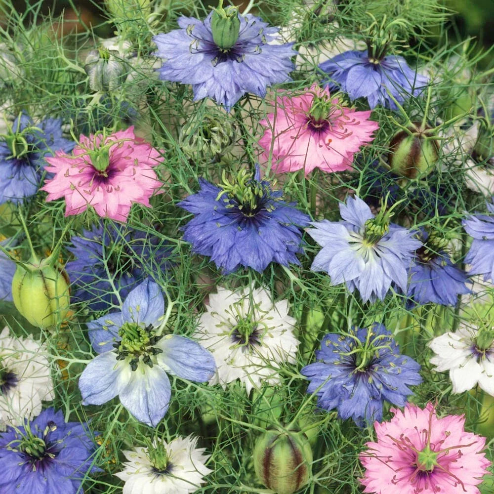 Nigella Seeds - 100 Seeds Love-in-a-Mist Mix Double Flowers - Nigella damascena - Colorful Blooms for Garden or Floral Arrangements