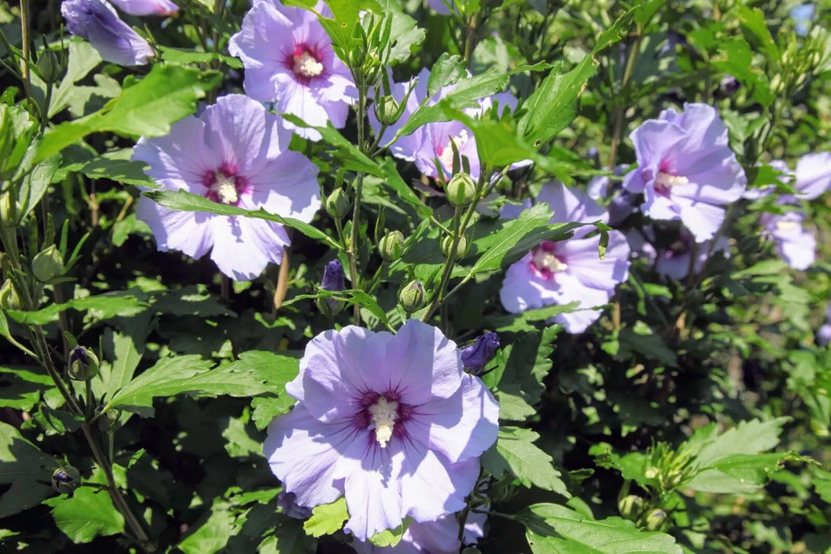Hibiscus Cuttings (10) - Rose of Sharon - Hardy Flowering Shrub - Hibiscus syriacus - Ideal for Propagation and Gardening