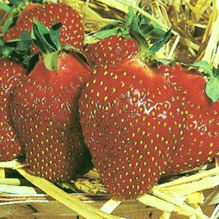 Honeoye Strawberry Plants Set of 6 Live Bare Root Junebearing Disease Resistant Fragaria × ananassa 'Honeoye'