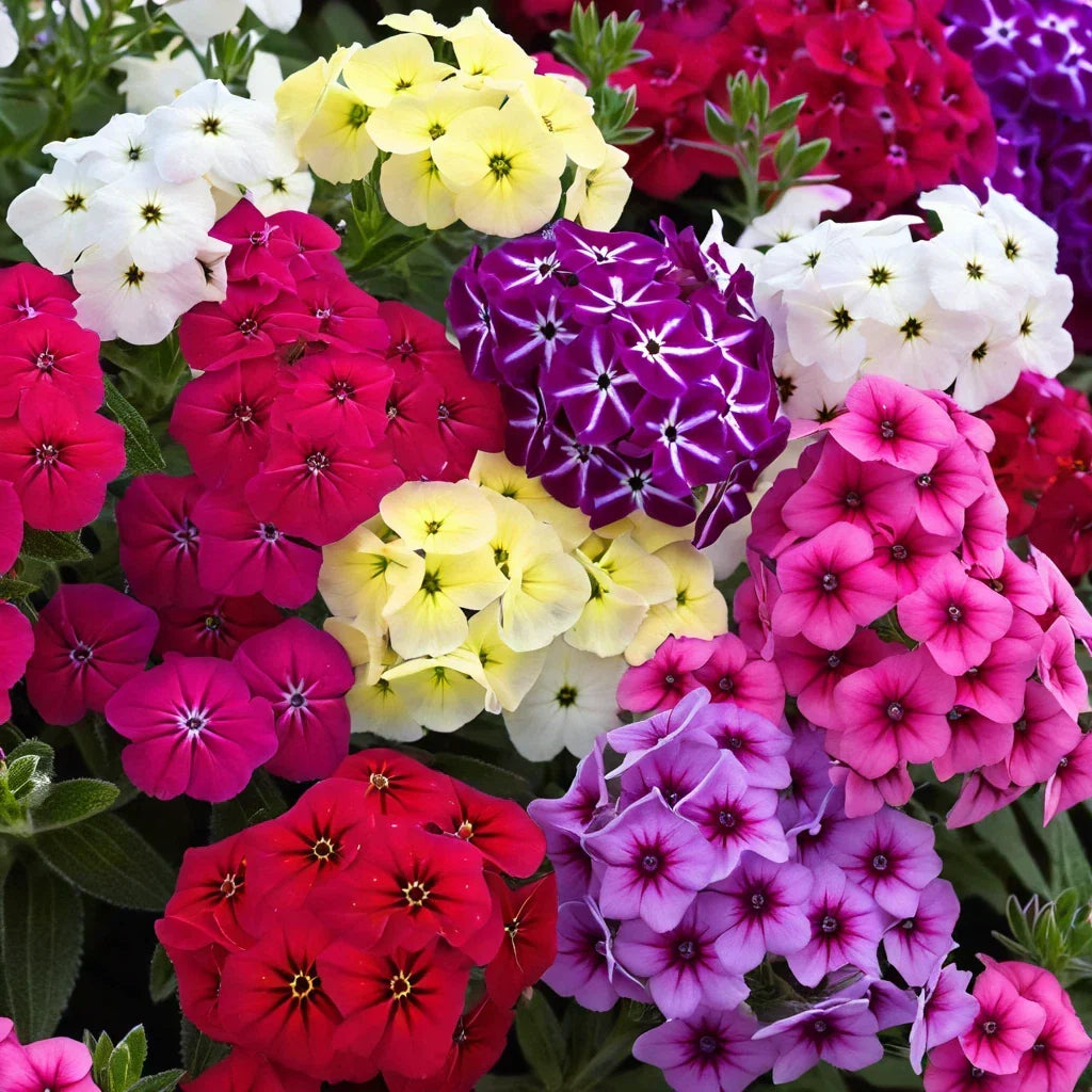 Dwarf Mix Phlox Seeds - 50 Perennial Flower Seeds | Bee & Butterfly Friendly | Phlox subulata | Vibrant Colors