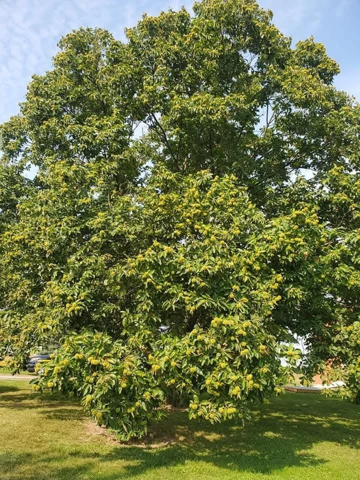 Chinese Chestnut Tree Seedling - 2-Year-Old Sapling - Sweet Edible Nuts - Castanea mollissima