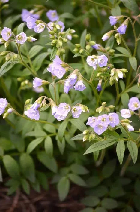 Jacob's Ladder Wildflower Seeds, 50 Seeds, Blue Flowers, Polemonium reptans, Native Perennial for Woodland Gardens