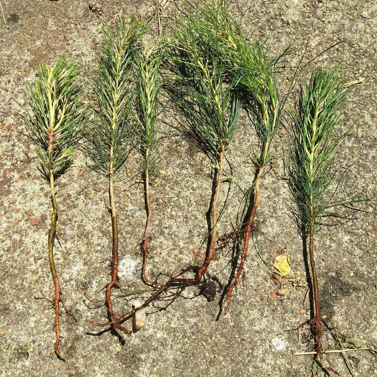 Loblolly Pine Tree Seedlings 6 Pack Bareroot Fast Growing Pinus taeda 8"-15" Tall