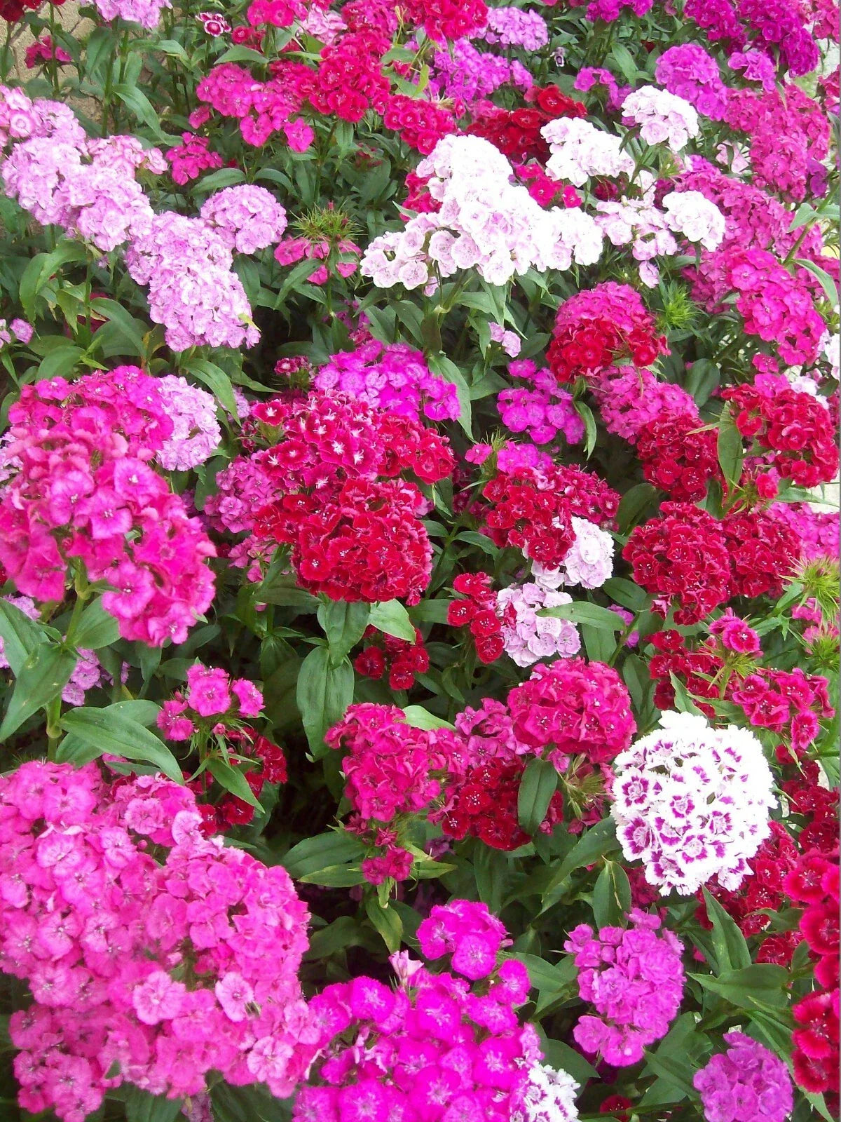 Sweet William Flower Seeds 500+ Mixed Colors Reds Pink Purple White Biennial Dianthus barbatus for Vibrant Gardens