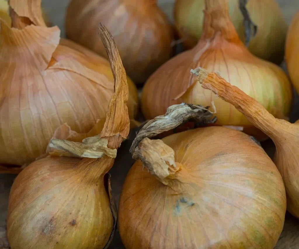 Sturon Onion Seeds - 500+ Pack - Non-GMO, High Yield - Allium cepa - USA Grown for Home Garden Planting